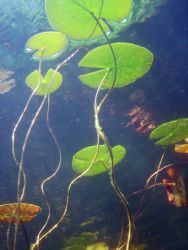 2003 Floating Nymphea--taken at Beaver Bay in Raquette La... by Rebecca Anne Urban 